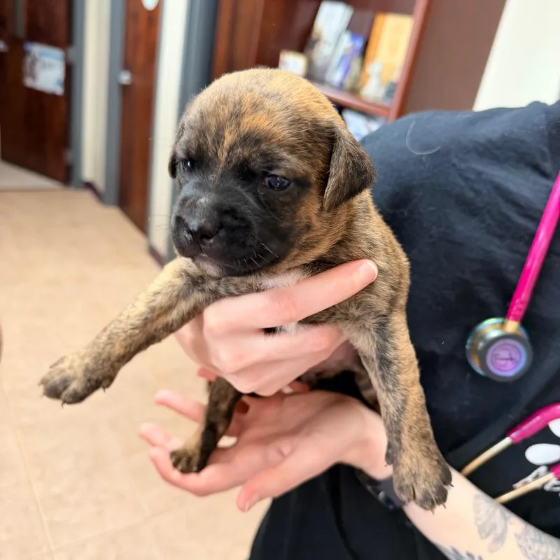 A baby medium-sized female Brown / Chocolate Pit Bull Terrier dog named Akamai for adoption in Saint John, IN