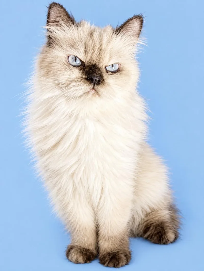 A young medium-sized female Himalayan cat named Marble for adoption in Middletown, DE