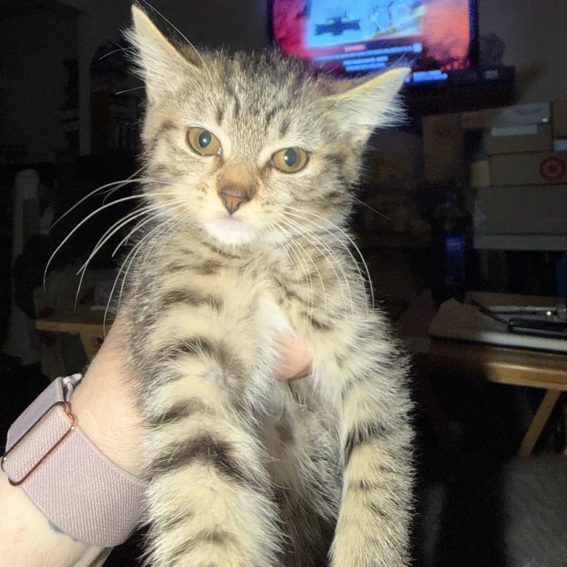 A young small-sized female Brown / Chocolate Domestic Short Hair cat named Gina Willingham for adoption in Woodstock, VA