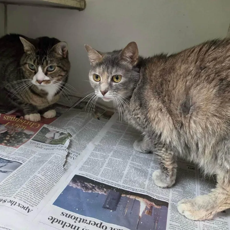 An adult medium-sized female Torbie Domestic Short Hair cat named Lucy for adoption in Huntsville, AL
