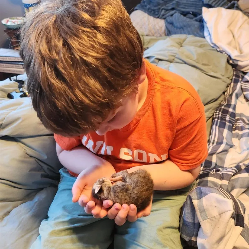A baby small-sized female Brown / Chocolate Domestic Short Hair cat named Trefoils for adoption in Birdsboro, PA