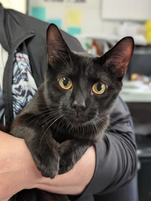 A young medium-sized male Domestic Short Hair cat named Toot for adoption in Canfield, OH