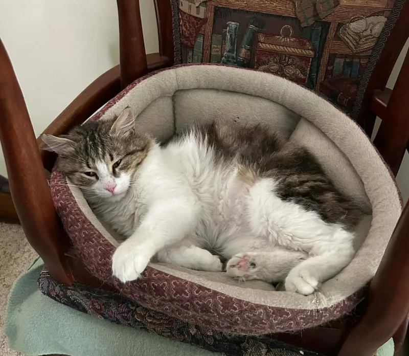 An adult medium-sized male Dilute Calico Domestic Medium Hair cat named Pavarotti for adoption in Lansdowne, PA