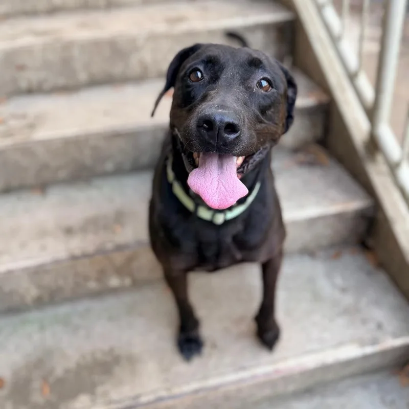 A senior large-sized female Black Labrador Retriever dog named Delilah for adoption in Columbus, GA