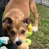 A baby medium-sized male Yellow / Tan / Blond / Fawn Labrador Retriever dog named Dublin for adoption in Manassas, VA