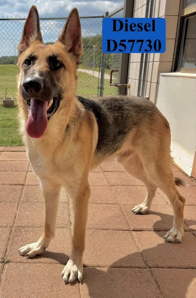 A young large-sized male German Shepherd Dog dog named Diesel for adoption in Clarksville, TN