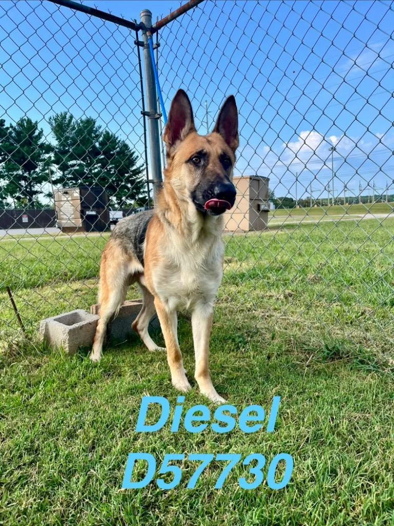 Diesel thumbnail 2