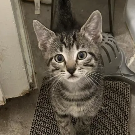 A baby small-sized male Brown / Chocolate Domestic Short Hair cat named Toby for adoption in Houston, TX