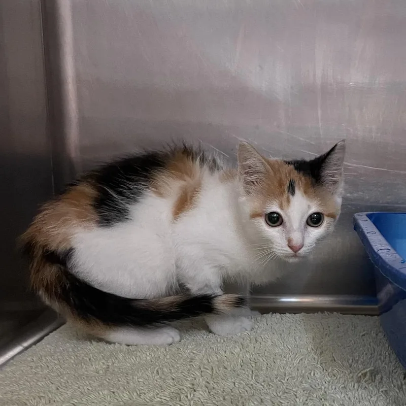 A baby small-sized female Calico Domestic Short Hair cat named Bella for adoption in Port Charlotte, FL