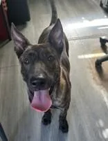 A young medium-sized male Dutch Shepherd dog named Rocky for adoption in West Memphis, AR