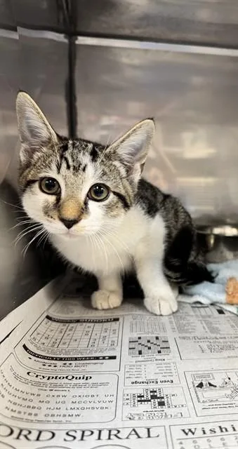 A baby medium-sized male Domestic Short Hair cat named Steve for adoption in Cookeville, TN