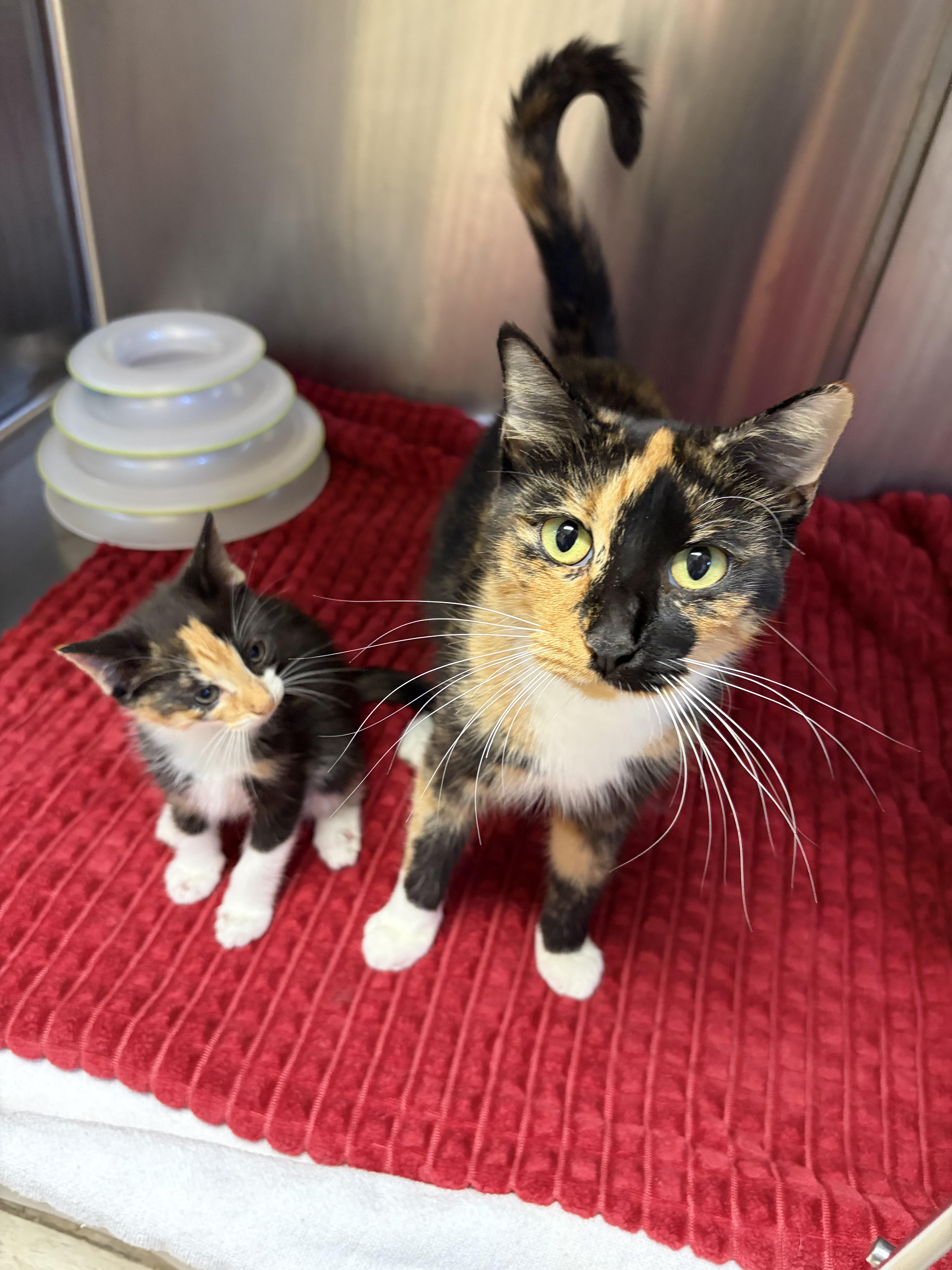 A baby medium-sized female Calico Domestic Short Hair cat named Rory for adoption in Greensboro, NC
