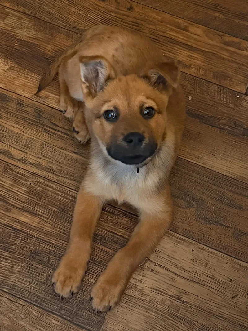 A young medium-sized male Red / Chestnut / Orange Chow Chow dog named Pretzel for adoption in Austin, TX
