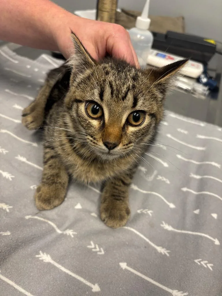 A baby medium-sized female Domestic Short Hair cat named Gucci for adoption in Bloomington, IN