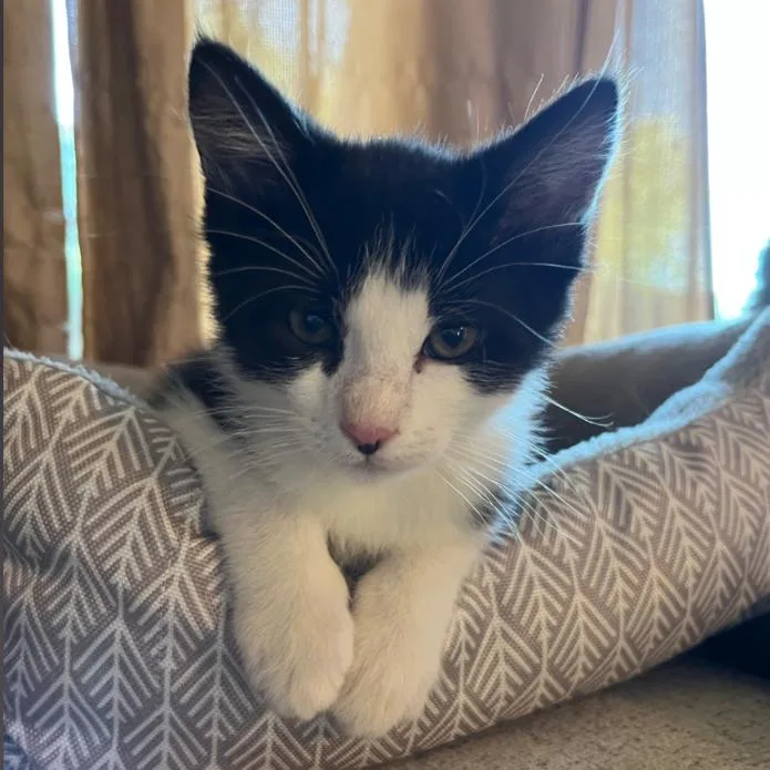 A baby small-sized male Black Domestic Short Hair cat named Armani for adoption in Layton, UT