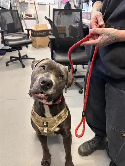 An adult large-sized male Mixed Breed dog named Bronco for adoption in West Chester, PA
