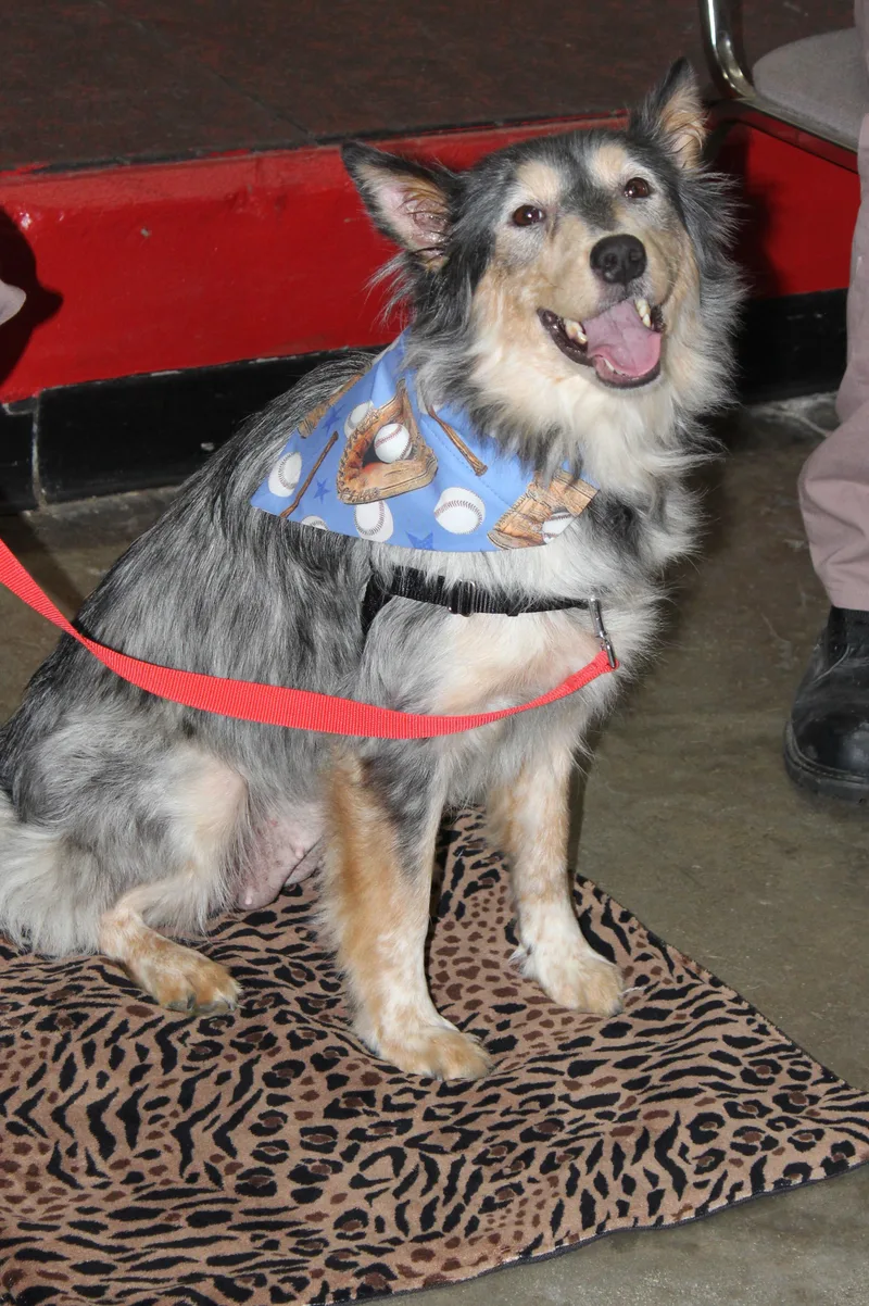 An adult medium-sized female Merle (Blue) Australian Cattle Dog / Blue Heeler dog named Oriole for adoption in Burgaw, NC