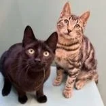 A young medium-sized male Domestic Short Hair cat named Andy for adoption in Santa Cruz, CA