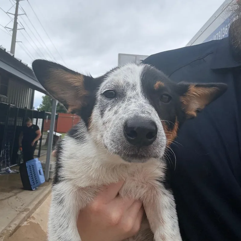 A baby small-sized female White / Cream Corgi dog named Friday for adoption in Bryan, TX
