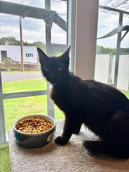 A baby small-sized female Domestic Short Hair cat named Jaws for adoption in Paducah, KY