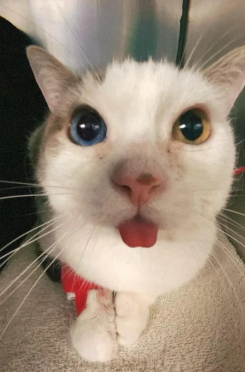 An adult medium-sized female Domestic Short Hair cat named Mila for adoption in Tampa, FL