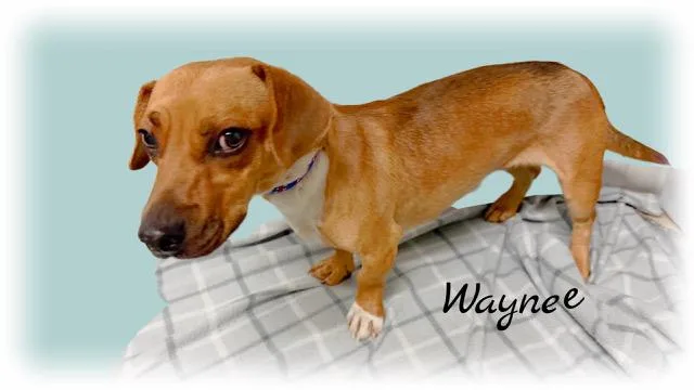 An adult small-sized male Red / Chestnut / Orange Dachshund dog named Waynee for adoption in Tulsa, OK