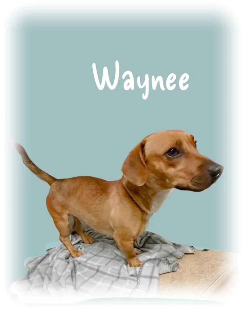 Waynee thumbnail 3