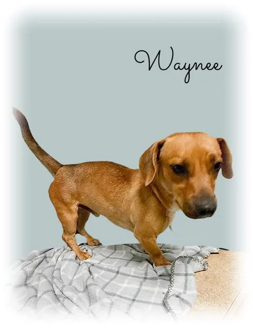 Waynee thumbnail 4