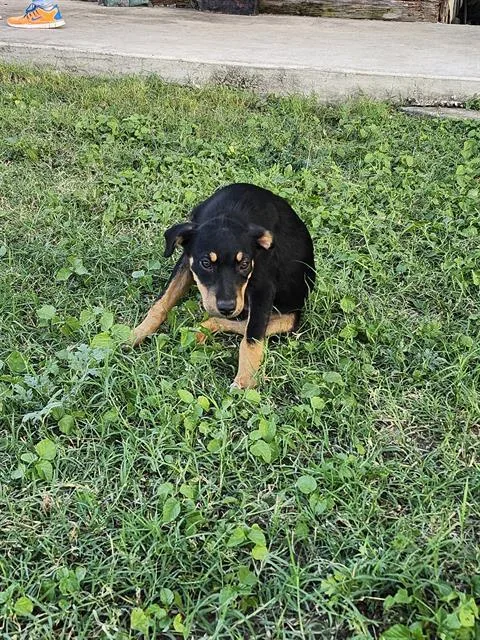 A baby small-sized male American Staffordshire Terrier dog named Dug for adoption in San Antonio, TX