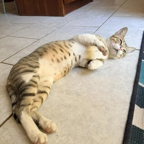 A young medium-sized male Tabby (Buff / Tan / Fawn) Bengal cat named Floyd  Coming Soon for adoption in Boulder, CO