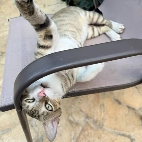 Floyd  Playful And thumbnail 2