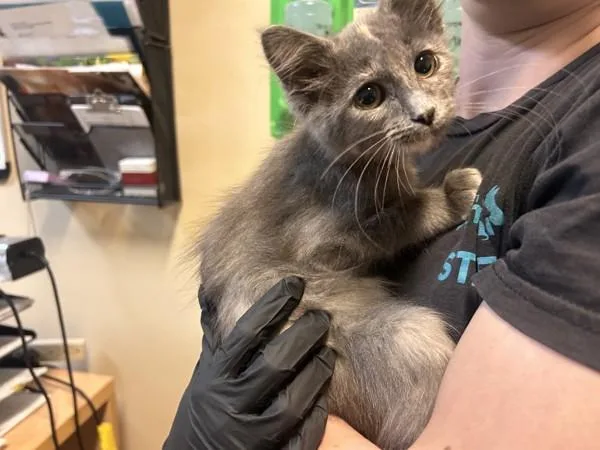 A baby small-sized female Domestic Long Hair cat named Oxymoron for adoption in Oceanside, CA