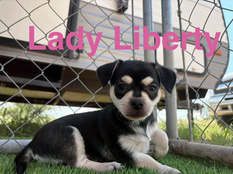 A baby small-sized female Chug dog named Liberty for adoption in Sierra Vista, AZ