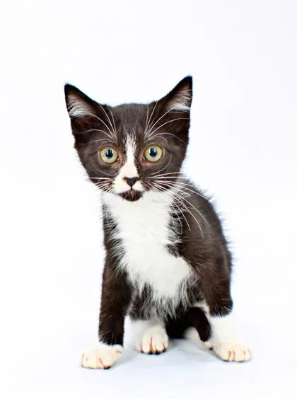 A baby small-sized female Domestic Short Hair cat named Amber for adoption in Morton Grove, IL