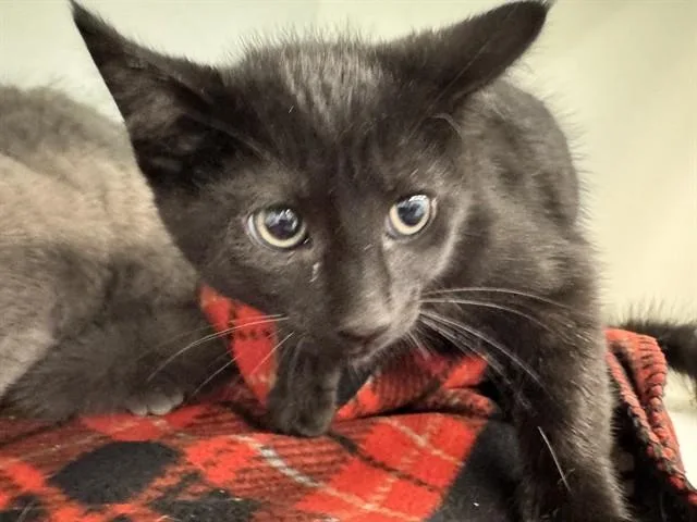 A baby small-sized male Domestic Short Hair cat named Ray for adoption in Peoria, IL