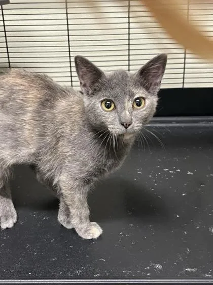 A young medium-sized female American Shorthair cat named Tangie for adoption in Cashiers, NC