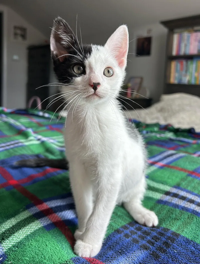 A baby medium-sized male Black & White / Tuxedo Domestic Short Hair cat named Luke for adoption in Whitehall, PA