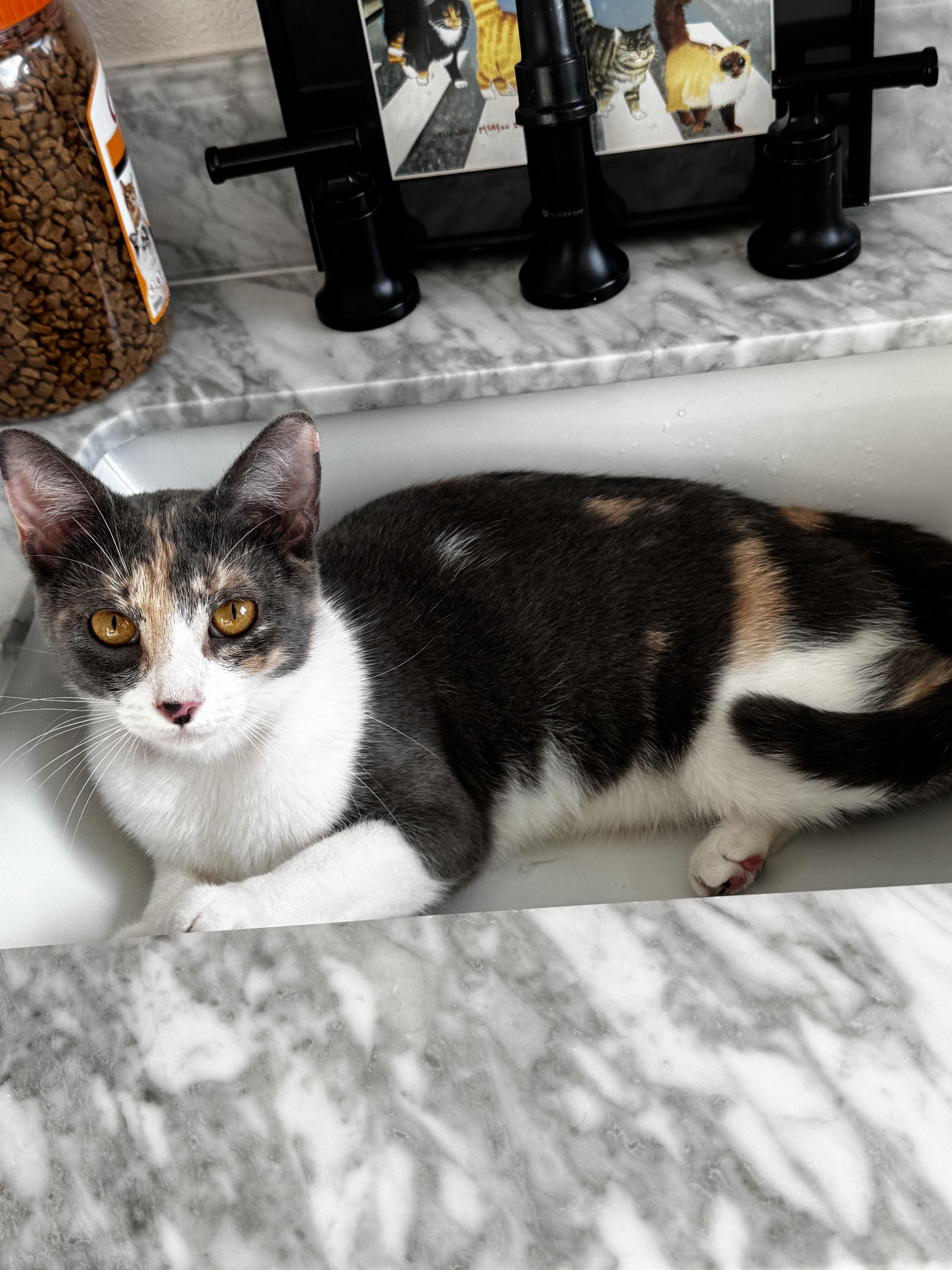 A young large-sized female Domestic Short Hair cat named Arwen for adoption in St Petersburg, FL