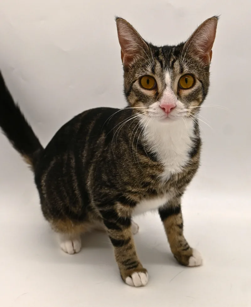 Pattycake. thumbnail 2