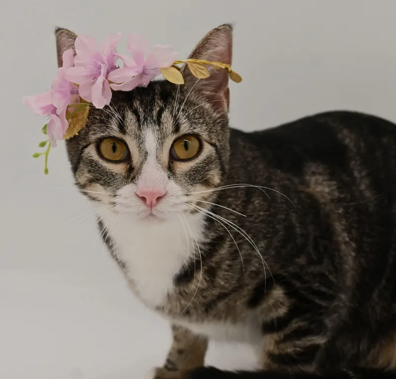 Pattycake. thumbnail 3