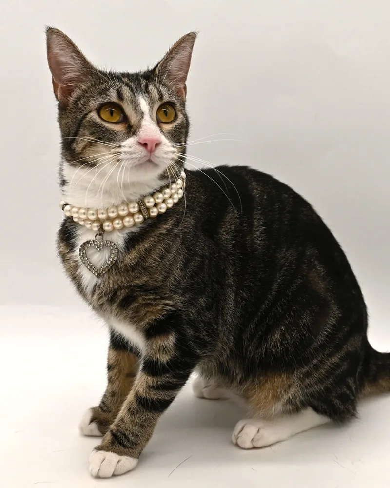 Pattycake. thumbnail 4