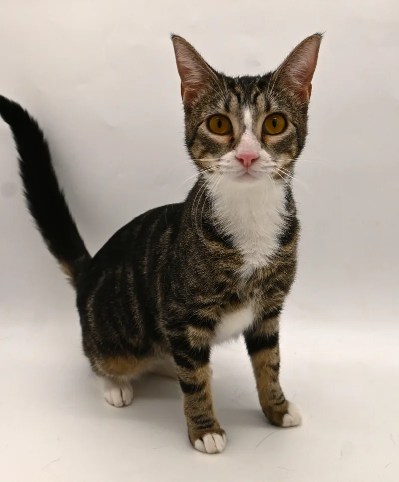 Pattycake. thumbnail 5