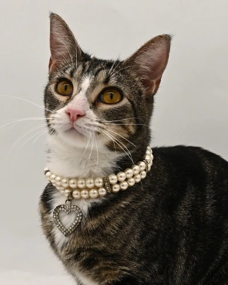 Pattycake. thumbnail 6