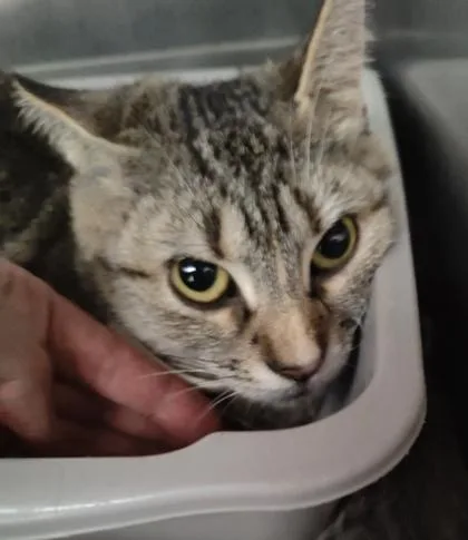 An adult medium-sized female Domestic Short Hair cat named Virginia for adoption in Lafayette, IN