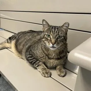 A senior extra large-sized male Brown / Chocolate Domestic Short Hair cat named Tiger for adoption in DeKalb, IL