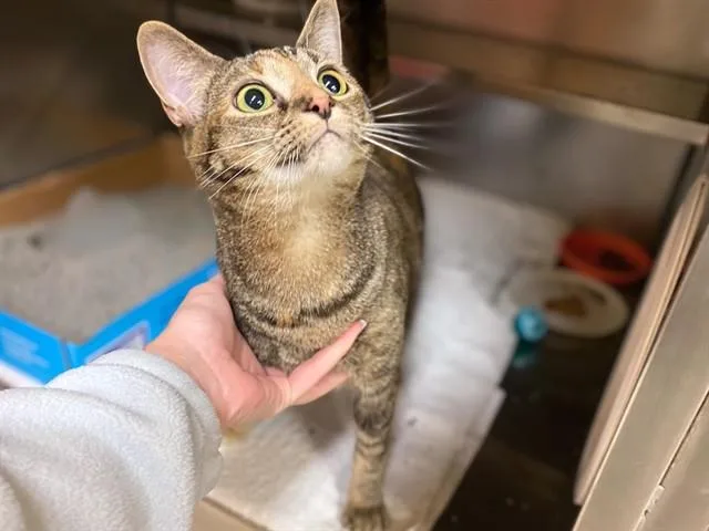 A young medium-sized female Domestic Short Hair cat named Layla for adoption in Fort Wayne, IN