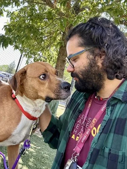 An adult large-sized male Brown / Chocolate Mixed Breed dog named Faramir for adoption in Wichita, KS
