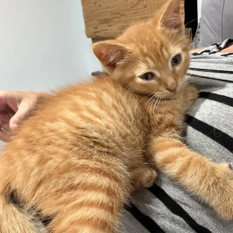 A baby medium-sized male Orange & White Domestic Short Hair cat named Fordney for adoption in brant, MI