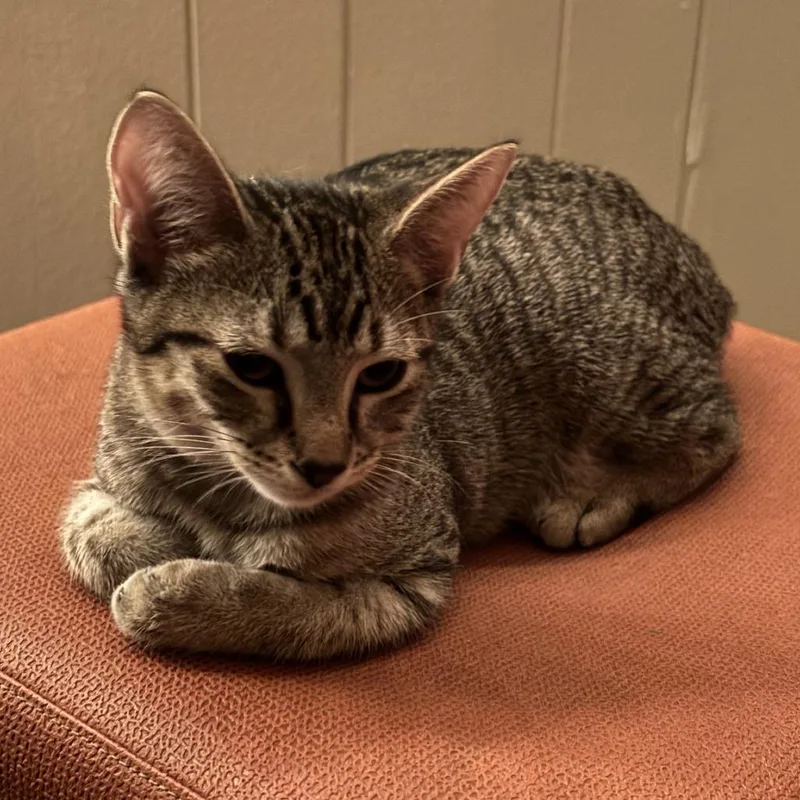 A young medium-sized female Gray / Blue / Silver Domestic Short Hair cat named BellaDonna for adoption in Natchitoches, LA