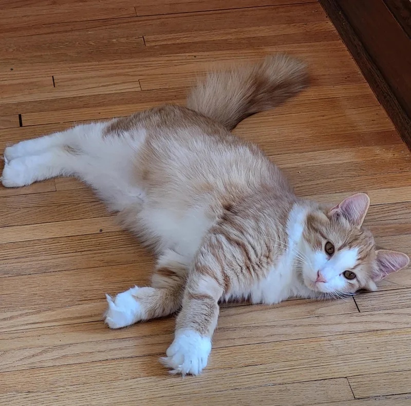 A baby medium-sized male Domestic Medium Hair cat named Casey for adoption in Spring Lake Park, MN